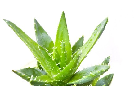 aloe vera